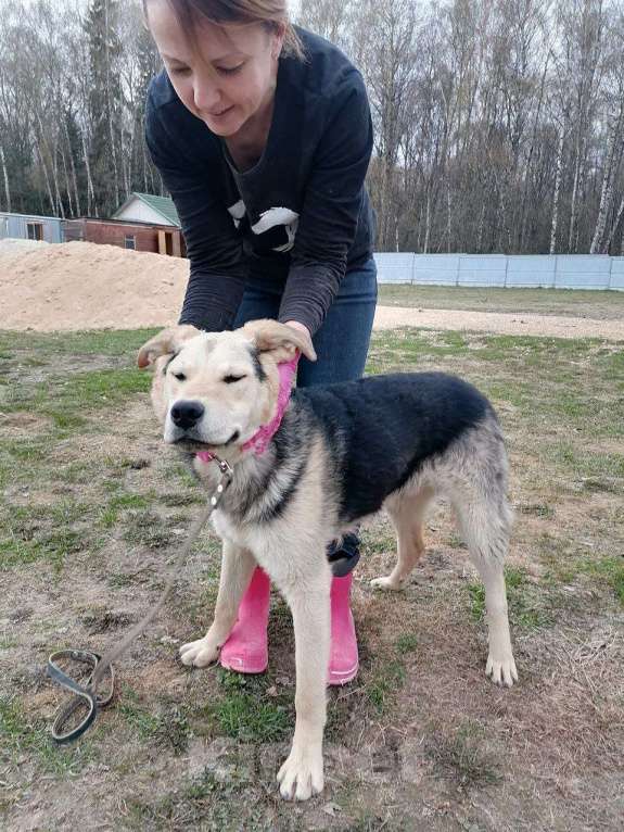 Собаки в Москве: Васко, улыбчивый щенок Мальчик, Бесплатно - фото 3