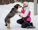 Собаки в Ногинске: Кузька - маленький песик в дар Мальчик, Бесплатно - фото 6