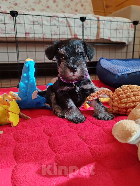 Собаки в Москве: Щенки цвергшнауца окраса черный с серебром. Разнополые, Бесплатно - фото 4