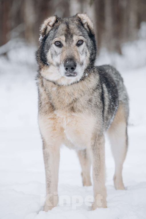Собаки в Москве: Собака-компаньон, добрый мальчик в поисках семьи Мальчик, Бесплатно - фото 5