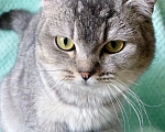 Кошки в Москве: Котика шотландца выкинули Мальчик, Бесплатно - фото 2