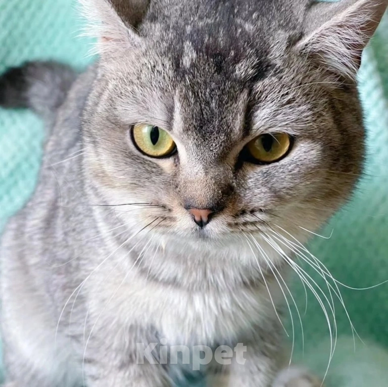 Кошки в Москве: Котика шотландца выкинули Мальчик, Бесплатно - фото 2