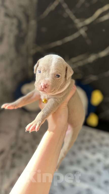 Собаки в Санкт-Петербурге: Девочка 🩷 Девочка, 40 000 руб. - фото 3