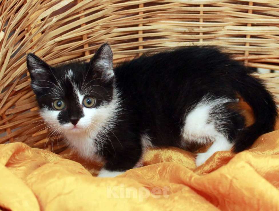 Кошки в Москве: Веселая Мазурка. Котенок 2,5 мес в добрые руки. Девочка, Бесплатно - фото 8