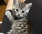 Кошки в Подольске: Котята в добрые руки Разнополые, Бесплатно - фото 5