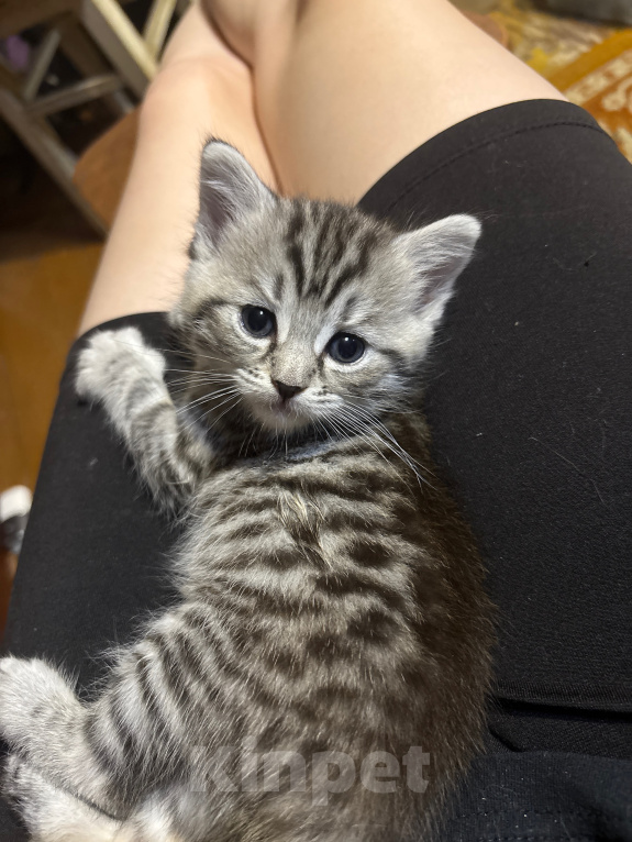 Кошки в Подольске: Котята в добрые руки Разнополые, Бесплатно - фото 5