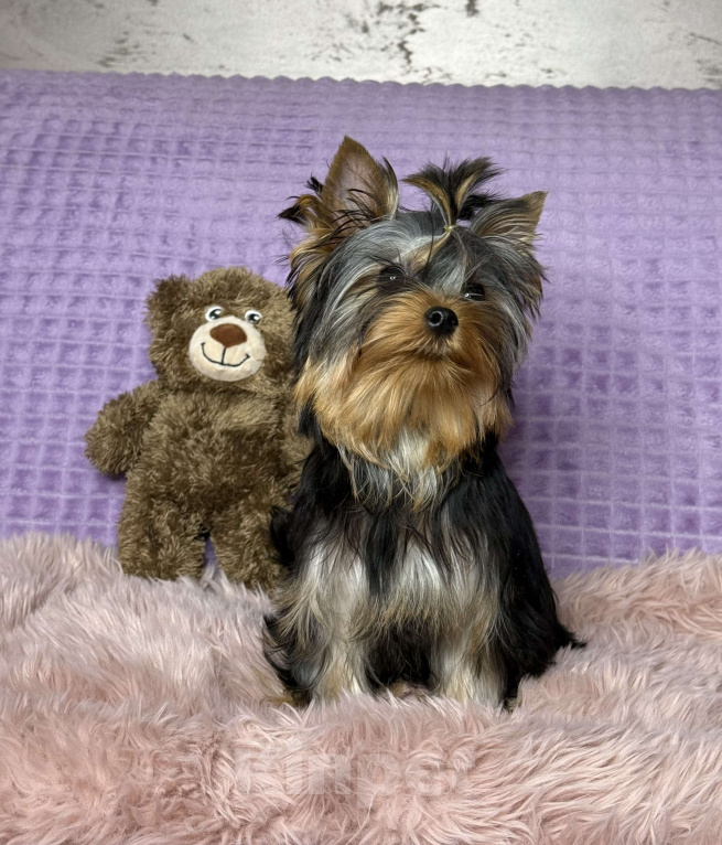 Собаки в Москве: Йоркширский терьер щенок мальчик Мальчик, 55 000 руб. - фото 1