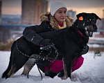 Собаки в Москве: БАЛУ Мальчик, Бесплатно - фото 3
