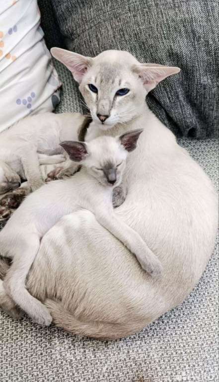 Кошки в Пятигорске: Ориентальный кот  Мальчик, 25 000 руб. - фото 4