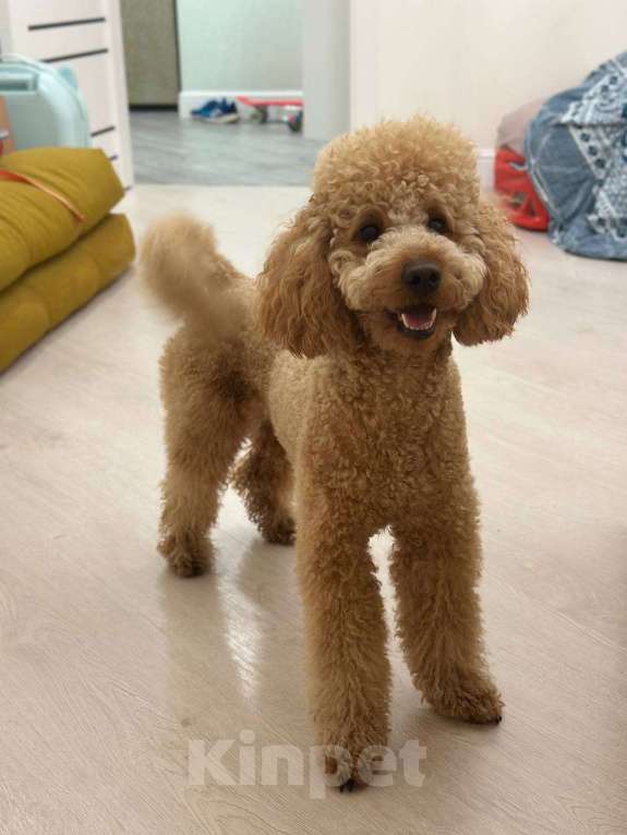 Собаки в Краснодаре: Вязка. Ищем невесту. Мальчик, 1 руб. - фото 1