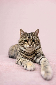 котенок Петрушка ищет дом