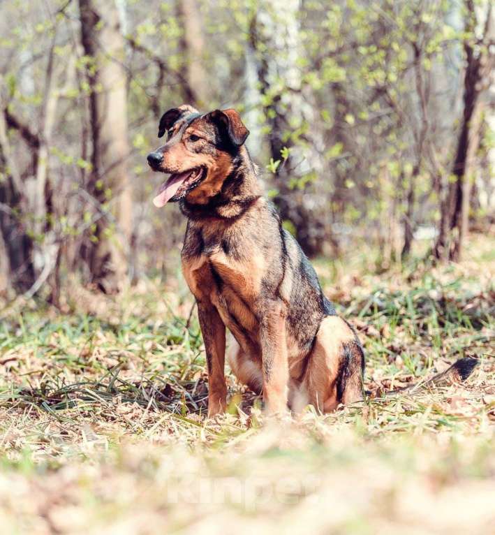 Собаки в Москве: Фиона Девочка, Бесплатно - фото 6