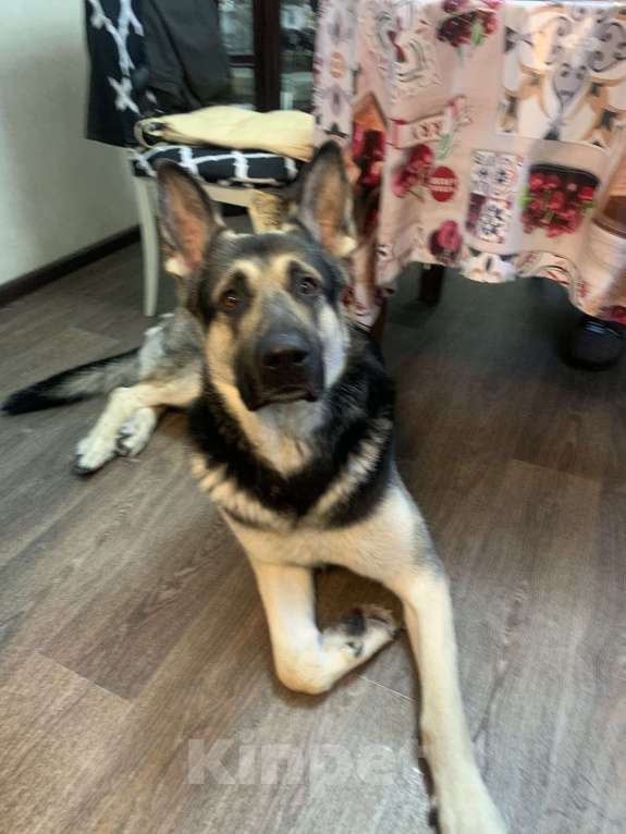 Собаки в Дмитрове: Продаются щенки восточноевропейская овчарки Девочка, Бесплатно - фото 7