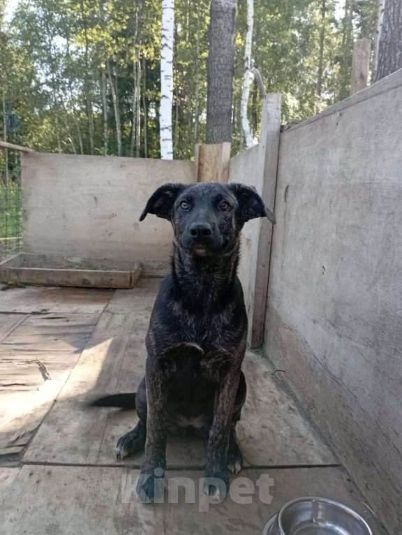 Собаки в Ногинске: Крупный щенок в добрые руки Девочка, Бесплатно - фото 1