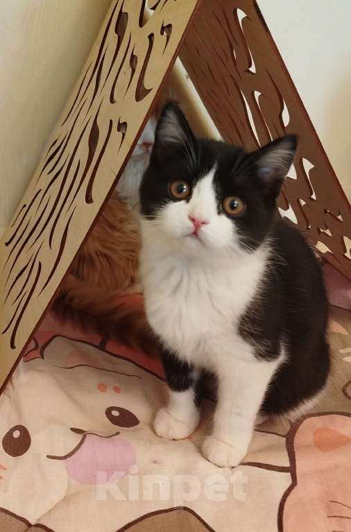 Кошки в Валдае: Шотландский котенок Мальчик, 30 000 руб. - фото 3