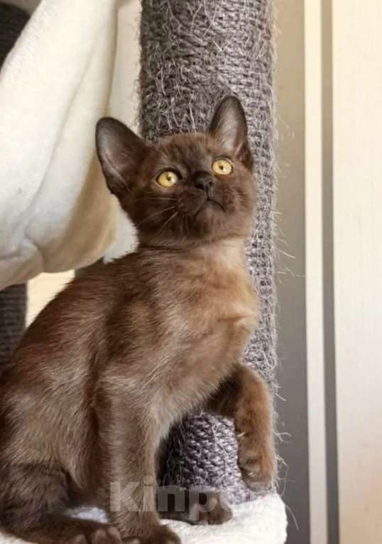 Кошки в Ковровом: Бурманская кошка с документами Девочка, Бесплатно - фото 3