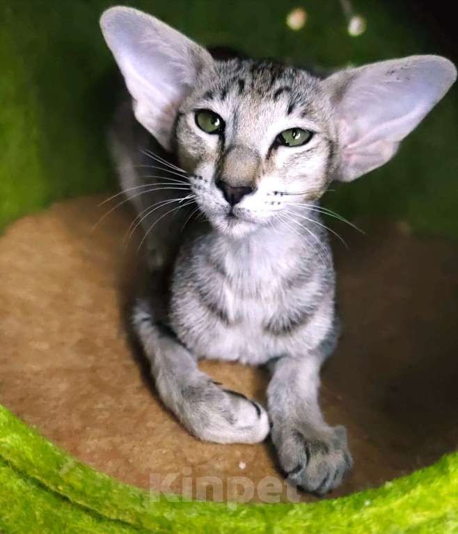 Кошки в Тюмени: Ориентальные котята  Девочка, 40 000 руб. - фото 9