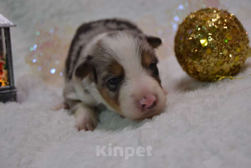 Собаки в Москве: Бордер Колли /редчайший окрас/ Мальчик, 100 000 руб. - фото 2