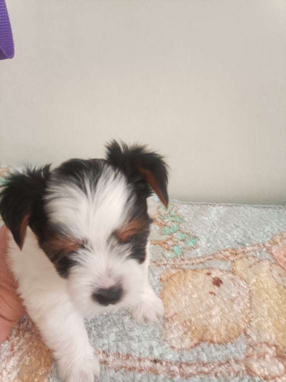 Собаки в Волгодонске: Щенки Бивер терьеры Мальчик, 30 000 руб. - фото 3