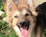 Собаки в Зеленограде: Барни ищет любящую семью  Мальчик, Бесплатно - фото 1