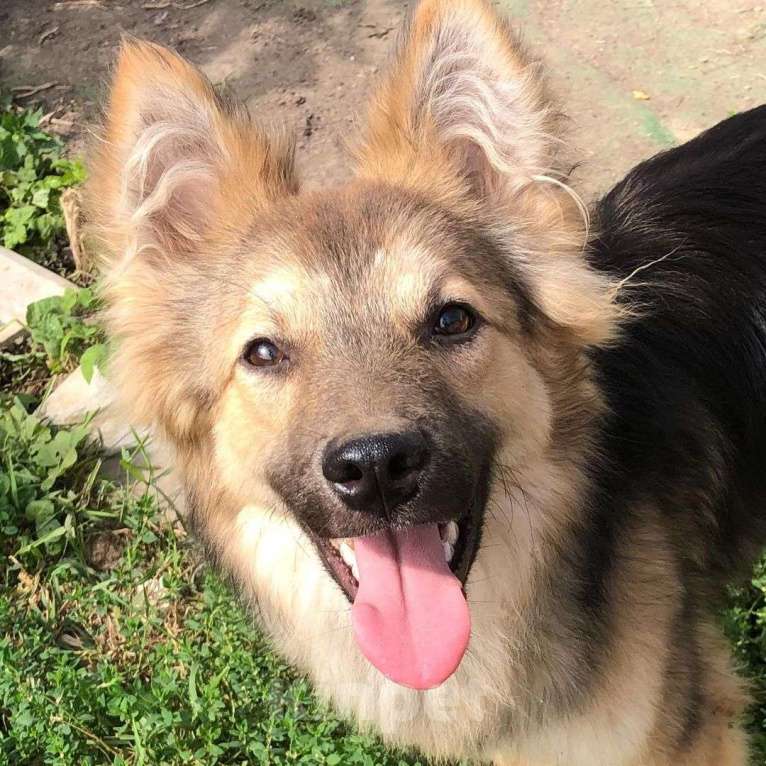 Собаки в Зеленограде: Барни ищет любящую семью  Мальчик, Бесплатно - фото 1