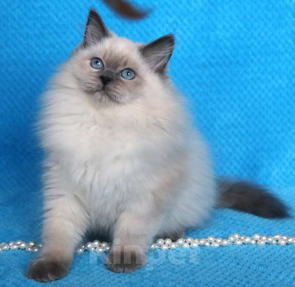 Кошки в Москве: Пушистый красавец котик Пелион Мальчик, 50 000 руб. - фото 2