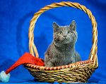 Кошки в Москве: Русские голубые котята в добрые руки Мальчик, Бесплатно - фото 1