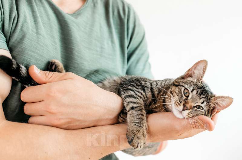 Кошки в Москве: Ручной шпротный котенок Пчёлка ищет дом Девочка, 1 руб. - фото 5