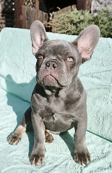 Лиловый щенок