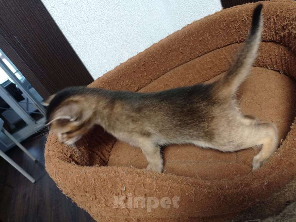 Кошки в других городах Московской области: Котята Чаузи, домашние тигриные львы Мальчик, 20 000 руб. - фото 7