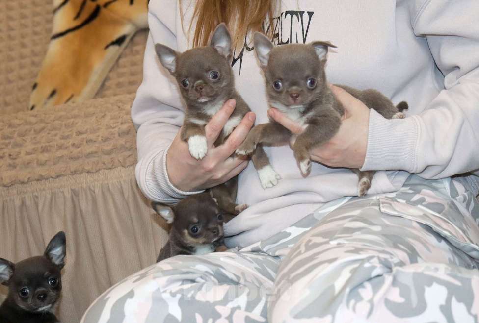 Собаки в Москве: Лиловая красотка чихуахуа Девочка, 100 000 руб. - фото 2