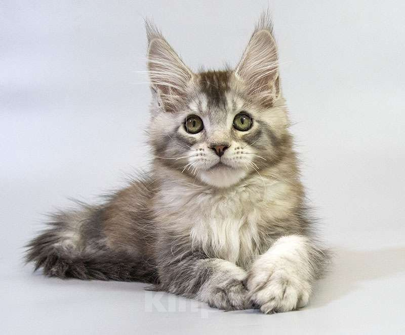 Кошки в Москве: Котенок Мейн Кун Мальчик, Бесплатно - фото 2