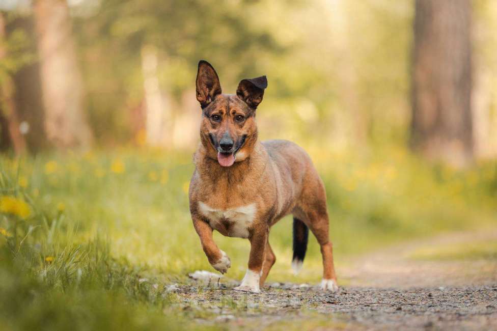 Собаки в других городах Московской области: Лиса ищет тебя Девочка, Бесплатно - фото 6