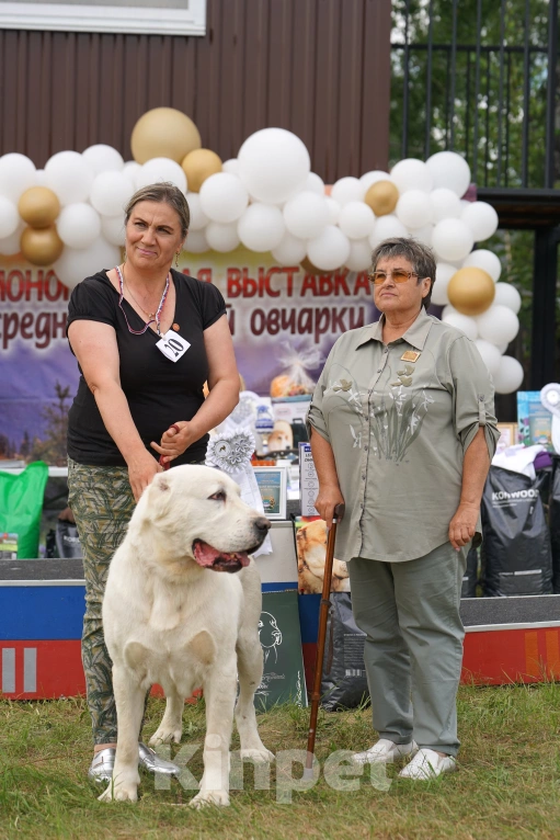 Собаки в Екатеринбурге: Представлю щенка Мальчик, 70 000 руб. - фото 3