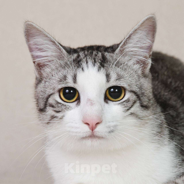 Кошки в Москве: Тиша в костюмчике готов стать домашним Мальчик, Бесплатно - фото 9