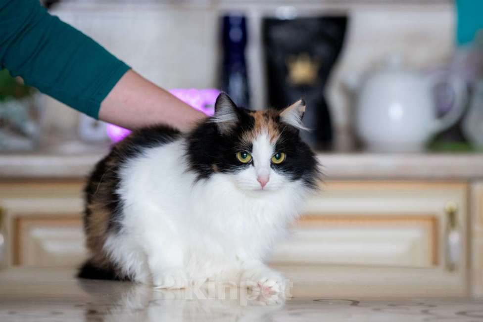 Кошки в Калуге: Трехцветная кошка в добрые руки Девочка, Бесплатно - фото 3