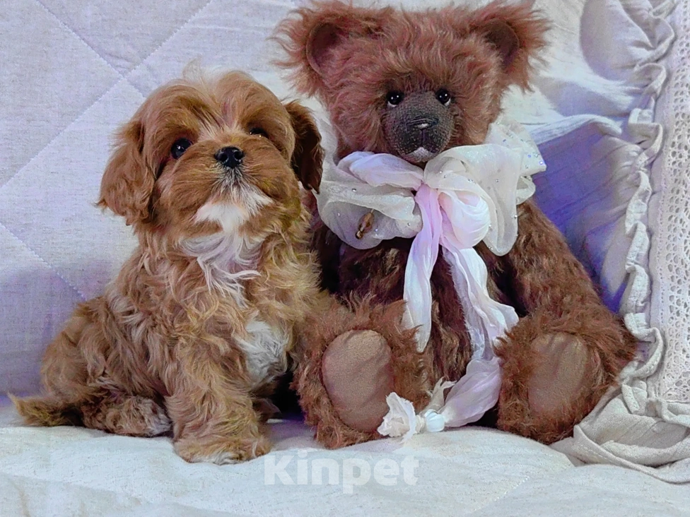 Собаки в Москве: Кавапу, щенок Мальчик, 85 000 руб. - фото 2