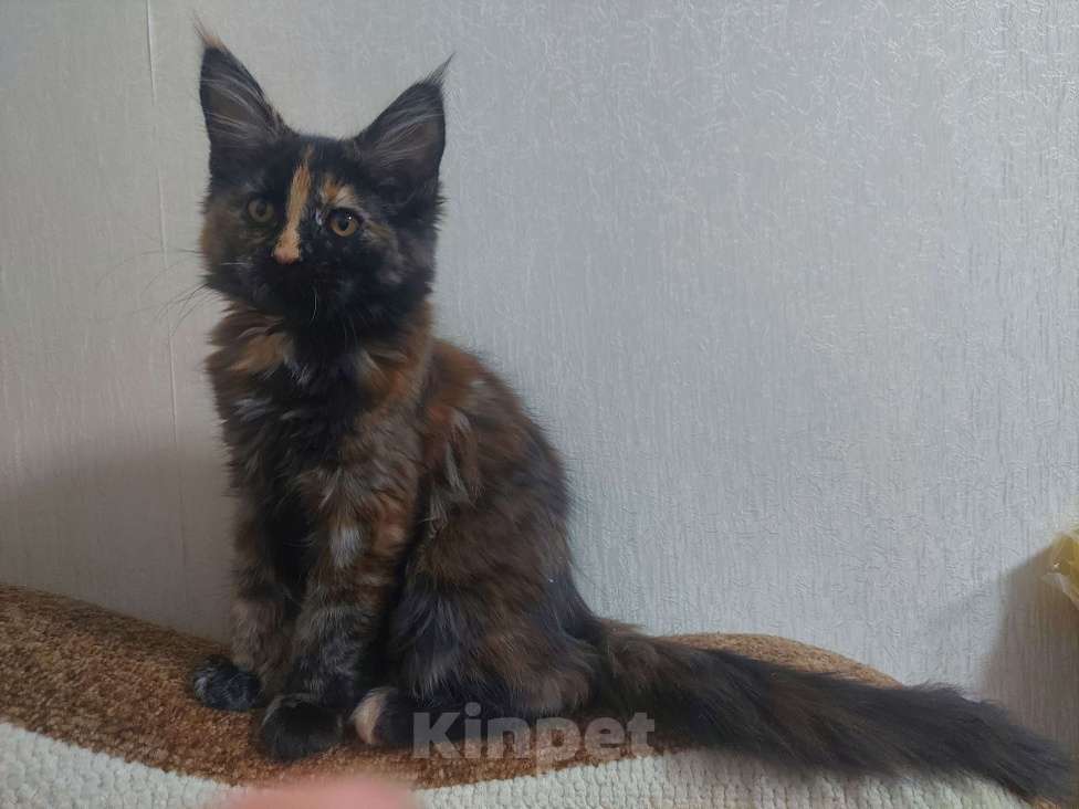 Кошки в Санкт-Петербурге: Мейн-кун кошечка Девочка, Бесплатно - фото 3