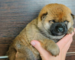 Собаки в Краснодаре: Щенки сиба из питомника Мальчик, 15 000 руб. - фото 2