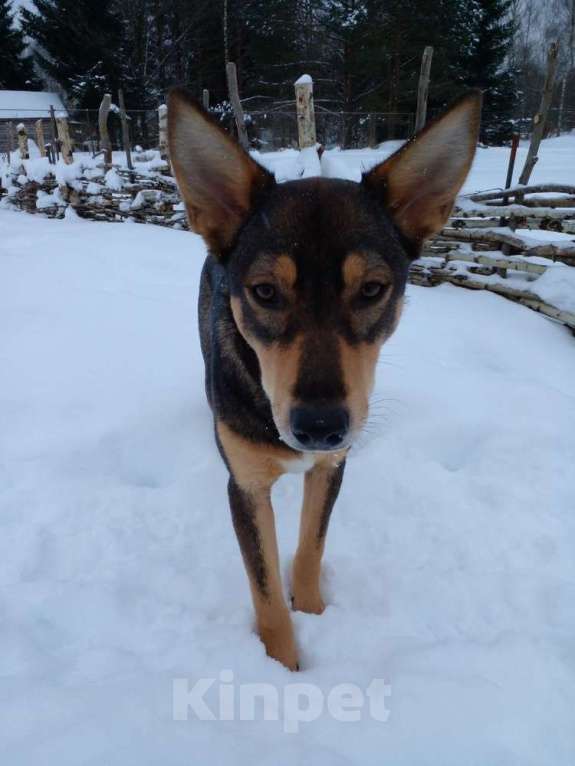 Собаки в Москве: Девочка с умным выразительным взглядом Рита Девочка, 10 руб. - фото 5