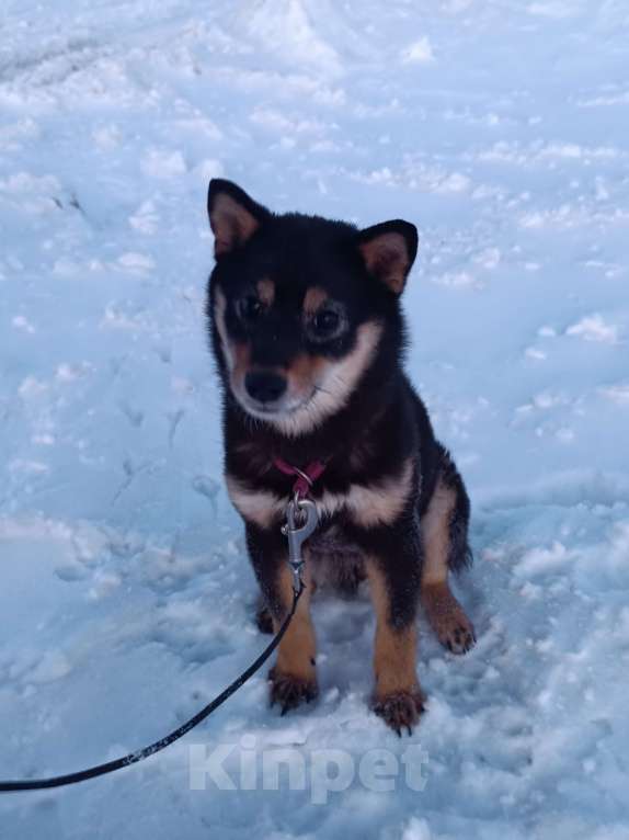 Собаки в других городах Ленинградской области: Сиба черно-подпалая Девочка, 90 000 руб. - фото 1