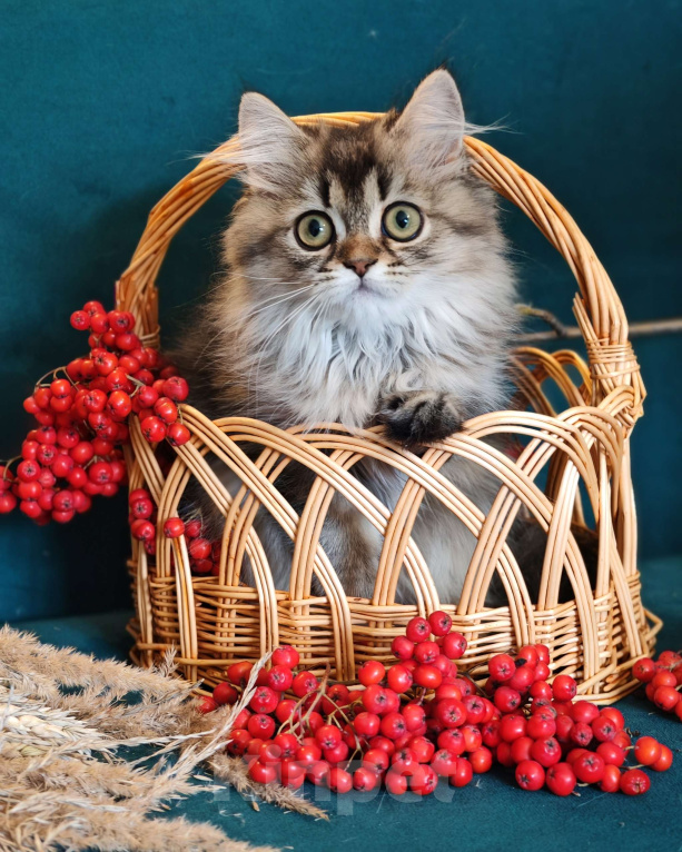 Кошки в Москве: Длинношертсная шотландская кошечка Девочка, 60 000 руб. - фото 3