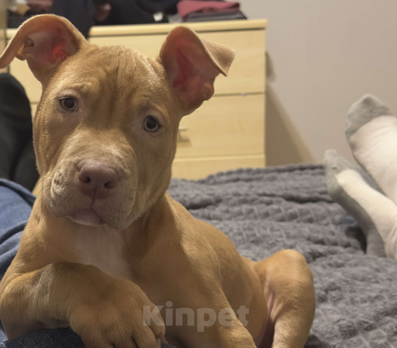 Собаки в Симферополе: Щенок питбуля Мальчик, 50 000 руб. - фото 5