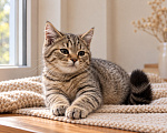 Кошки в Москве: Котенок в добрые руки Мальчик, Бесплатно - фото 3