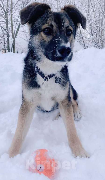 Собаки в Москве: Умничка щенок Васька ищет дом и доброго хозяина Девочка, Бесплатно - фото 4