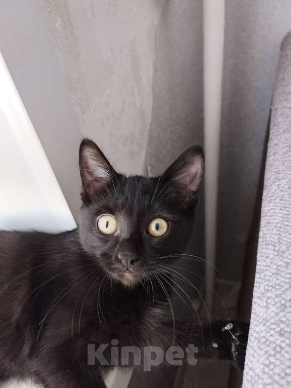 Кошки в Кемерово: Хотелось бы найти ответственного и доброго хозяина для котенка 5 месяцев девочка Девочка, Бесплатно - фото 3