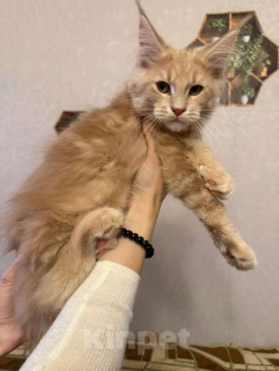 Кошки в Санкт-Петербурге: Котята мейн-кун  Девочка, 35 000 руб. - фото 10