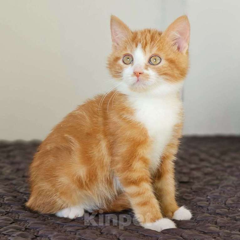 Кошки в Москве: Рыжий котенок девочка в поисках семьи 🧡 Девочка, Бесплатно - фото 3