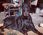 Собаки в Краснодаре: Высокопродные щенки добермана, 50 000 руб. - фото 9