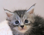 Кошки в Болхове: Мейн Кун девочка Девочка, 35 000 руб. - фото 4